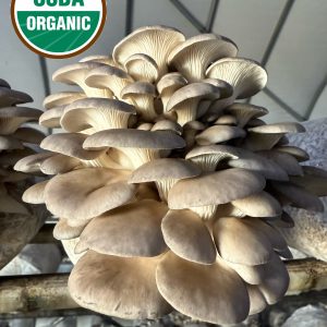 平菇 Oyster Mushroom 5lbs