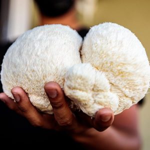 猴头菇 Lion's Mane 5lbs
