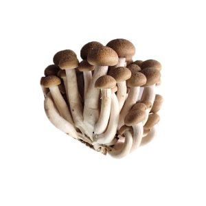 冬瓜 Winter Melon Donggua Box